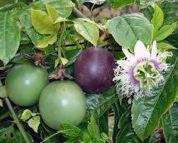 Purple Granadilla